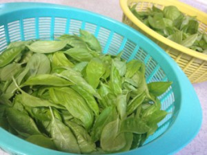 basil