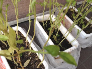 basil2