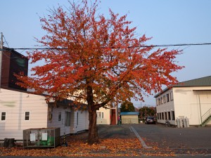 2015-11-07 07.56.42