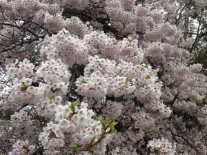 IMG_3751