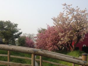 IMG_3874