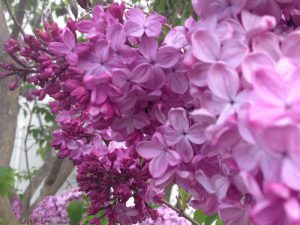 IMG_3917