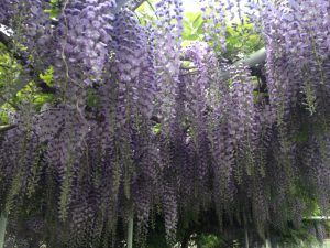 IMG_3923